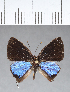  ( - CFC01617)  @11 [ ] Copyright (2018) Christer Fahraeus Center For Collection-Based Research
