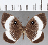  ( - CFC16221)  @11 [ ] Copyright (2019) Christer Fahraeus Center For Collection-Based Research