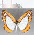  (Nymphidium sp. CF43 - CFC16309)  @11 [ ] Copyright (2019) Christer Fahraeus Center For Collection-Based Research