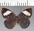  (Eunica sp. CF20 - CFC16325)  @11 [ ] copyright (2023) Center For Collection-Based Research Center For Collection-Based Research