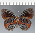  (Eunica sp. CF21 - CFC16349)  @11 [ ] copyright (2023) Center For Collection-Based Research Center For Collection-Based Research