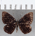  ( - CFC16550)  @11 [ ] Copyright (2019) Christer Fahraeus Center For Collection-Based Research