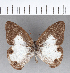  (Pseudeuptychia - CFC16657)  @11 [ ] Copyright (2018) Christer Fahraeus Center For Collection-Based Research