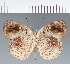  (Eunica sp. CF22 - CFC16700)  @11 [ ] copyright (2023) Center For Collection-Based Research Center For Collection-Based Research