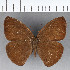  (Forsterinaria stella - CFC16737)  @11 [ ] Copyright (2018) Christer Fahraeus Center For Collection-Based Research