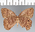  (Orotaygetis - CFC16756)  @11 [ ] copyright (2022) Center For Collection-Based Research Center For Collection-Based Research