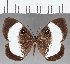  ( - CFC16842)  @11 [ ] Copyright (2019) Christer Fahraeus Center For Collection-Based Research