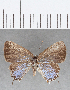  ( - CFC16901)  @11 [ ] Copyright (2019) Christer Fahraeus Center For Collection-Based Research