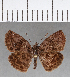  (Gorgythion beggina - CFC17024)  @14 [ ] Copyright (2018) Christer Fahraeus Center For Collection-Based Research
