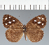  (Eunica sp. CF23 - CFC17055)  @11 [ ] copyright (2023) Center For Collection-Based Research Center For Collection-Based Research