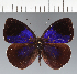  (Eunica sp. CF07 - CFC17086)  @11 [ ] copyright (2023) Center For Collection-Based Research Center For Collection-Based Research
