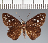  (Hesperiidae_gen sp. CF205 - CFC17147)  @11 [ ] copyright (2023) Center For Collection-Based Research Center For Collection-Based Research