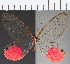  ( - CFC17253)  @11 [ ] Copyright (2019) Christer Fahraeus Center For Collection-Based Research