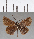  (Callimormus radiola - CFC17425)  @13 [ ] Copyright (2018) Christer Fahraeus Center For Collection-Based Research