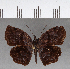  (Helias phalaenoides - CFC17441)  @11 [ ] Copyright (2018) Christer Fahraeus Center For Collection-Based Research