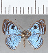  (Mesosemia sp. CF238 - CFC17609)  @11 [ ] Copyright (2019) Christer Fahraeus Center For Collection-Based Research