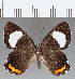  ( - CFC17626)  @11 [ ] Copyright (2019) Christer Fahraeus Center For Collection-Based Research