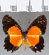  (Methone sp. CF05 - CFC17628)  @11 [ ] Copyright (2019) Christer Fahraeus Center For Collection-Based Research