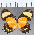  (Methone sp. CF06 - CFC17632)  @11 [ ] Copyright (2019) Christer Fahraeus Center For Collection-Based Research