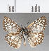  ( - CFC01765)  @11 [ ] Copyright (2018) Christer Fahraeus Center For Collection-Based Research