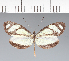  (Pieridae_gen sp. CF54 - CFC17732)  @11 [ ] copyright (2023) Center For Collection-Based Research Center For Collection-Based Research