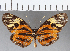  ( - CFC17967)  @11 [ ] Copyright (2019) Christer Fahraeus Center For Collection-Based Research