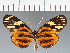  (Eresia pelonia - CFC17968)  @11 [ ] copyright (2023) Center For Collection-Based Research Center For Collection-Based Research