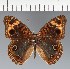  (Junonia sp. CF13 - CFC18006)  @11 [ ] copyright (2023) Center For Collection-Based Research Center For Collection-Based Research