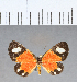  ( - CFC18139)  @11 [ ] Copyright (2018) Christer Fahraeus Center For Collection-Based Research