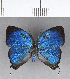 ( - CFC18218)  @11 [ ] Copyright (2018) Christer Fahraeus Center For Collection-Based Research