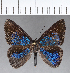  ( - CFC18240)  @11 [ ] Copyright (2018) Christer Fahraeus Center For Collection-Based Research