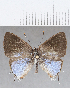  ( - CFC18258)  @11 [ ] Copyright (2019) Christer Fahraeus Center For Collection-Based Research
