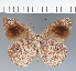  (Eunica sp. CF02 - CFC01838)  @11 [ ] copyright (2023) Center For Collection-Based Research Center For Collection-Based Research