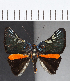  ( - CFC18517)  @11 [ ] Copyright (2019) Christer Fahraeus Center For Collection-Based Research