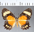  ( - CFC18572)  @11 [ ] Copyright (2018) Christer Fahraeus Center For Collection-Based Research