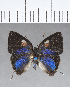  ( - CFC18600)  @11 [ ] Copyright (2018) Christer Fahraeus Center For Collection-Based Research