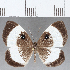  ( - CFC18619)  @11 [ ] Copyright (2019) Christer Fahraeus Center For Collection-Based Research