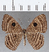  ( - CFC18623)  @11 [ ] Copyright (2019) Christer Fahraeus Center For Collection-Based Research
