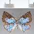  (Theope sp. CF31 - CFC18652_2)  @11 [ ] copyright (2021) Center For Collection-Based Research Center For Collection-Based Research