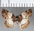  (Mylon illineatus - CFC18681)  @11 [ ] Copyright (2018) Christer Fahraeus Center For Collection-Based Research