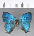  ( - CFC18731)  @11 [ ] Copyright (2018) Christer Fahraeus Center For Collection-Based Research