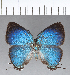  ( - CFC18774)  @11 [ ] Copyright (2018) Christer Fahraeus Center For Collection-Based Research