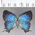  ( - CFC18775)  @11 [ ] Copyright (2018) Christer Fahraeus Center For Collection-Based Research