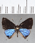  ( - CFC18803)  @11 [ ] Copyright (2019) Christer Fahraeus Center For Collection-Based Research