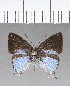  ( - CFC18823)  @11 [ ] Copyright (2018) Christer Fahraeus Center For Collection-Based Research