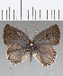  (Tmolus echion sp. CF1 - CFC18829)  @11 [ ] Copyright (2019) Christer Fahraeus Center For Collection-Based Research