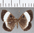  ( - CFC18878)  @11 [ ] Copyright (2019) Christer Fahraeus Center For Collection-Based Research