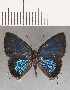  ( - CFC18917)  @11 [ ] Copyright (2019) Christer Fahraeus Center For Collection-Based Research