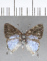  ( - CFC18921)  @11 [ ] Copyright (2018) Christer Fahraeus Center For Collection-Based Research