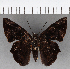  ( - CFC18960)  @11 [ ] Copyright (2019) Christer Fahraeus Center For Collection-Based Research